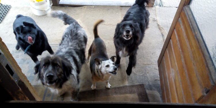 Sandomierz: Dobrej jakości karma dla psów potrzebna w chronisku.