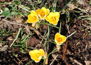 Sandomierz: Wiosenne nasadzenia w miejskich strefach zieleni.