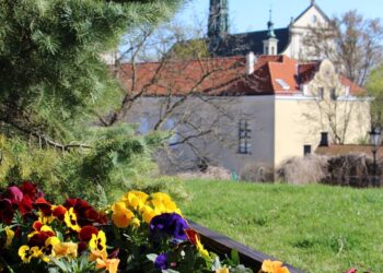 Sandomierz: Wiosenne nasadzenia w miejskich strefach zieleni.