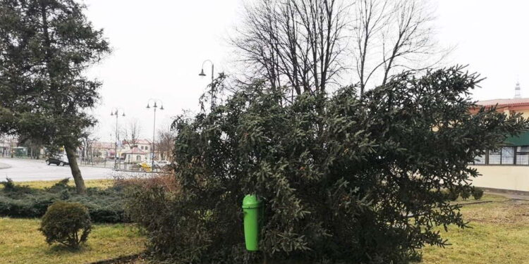 Kolbuszowa: Niebezpieczne drzewa