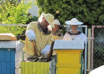 Dębica: Powstanie miejskiej pasieki