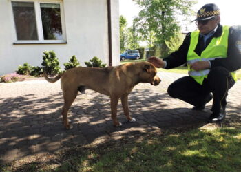 Kolbuszowa: Z sercem do zwierząt