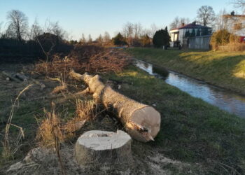 Kolbuszowa: Wycinka drzew przy Nilu