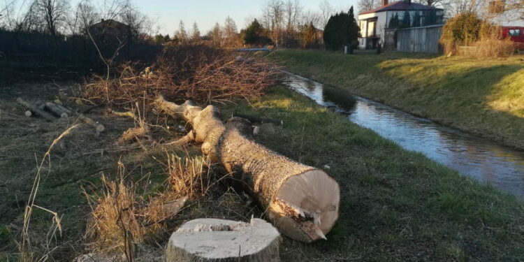 Kolbuszowa: Wycinka drzew przy Nilu