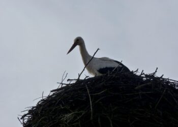 Tarnobrzeg. Dogadali się z upartym bocianem.