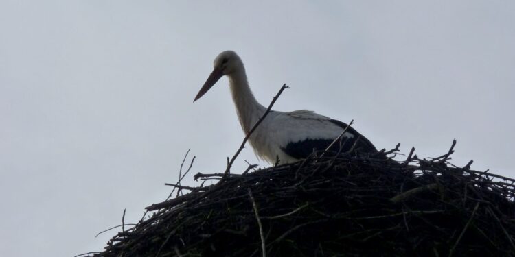 Tarnobrzeg. Dogadali się z upartym bocianem.