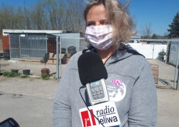 Sandomierz: 44 psy ze schroniska czekają na adopcję.