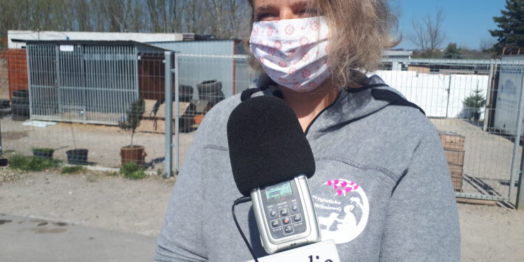Sandomierz: 44 psy ze schroniska czekają na adopcję.