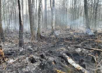 Stalowa Wola: Trwa dogaszanie pożaru 50 hektarów lasu.