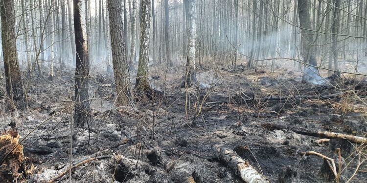Stalowa Wola: Trwa dogaszanie pożaru 50 hektarów lasu.