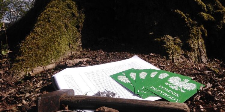 Tarnobrzeg. Oznakowano pomniki przyrody w Lesie Zwierzynieckim.