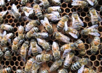 Tarnobrzeg. W trosce o życie pszczół.