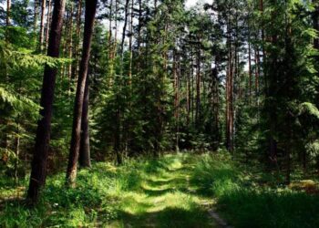 Tarnobrzeg, region. Ściółka w lasach bardzo sucha.