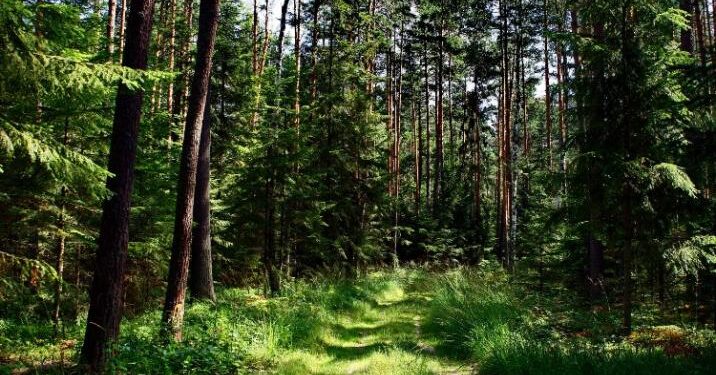Tarnobrzeg, region. Ściółka w lasach bardzo sucha.