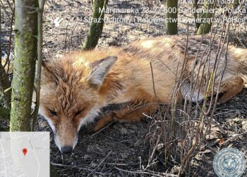 Sandomierz: Ranny lis walczy o życie. Jest wniosek do prokuratury.