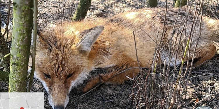 Sandomierz: Ranny lis walczy o życie. Jest wniosek do prokuratury.