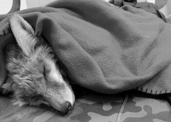 Sandomierz: Nie żyje lis Orwell, którego rannego porzucili strażnicy miejscy podczas interwencji.