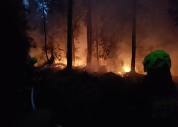 Stalowa Wola, Tarnobrzeg: Pożar lasu.