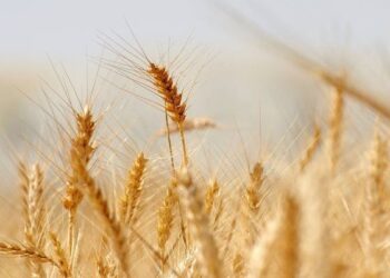 Region: Zapomina się o rolnikach