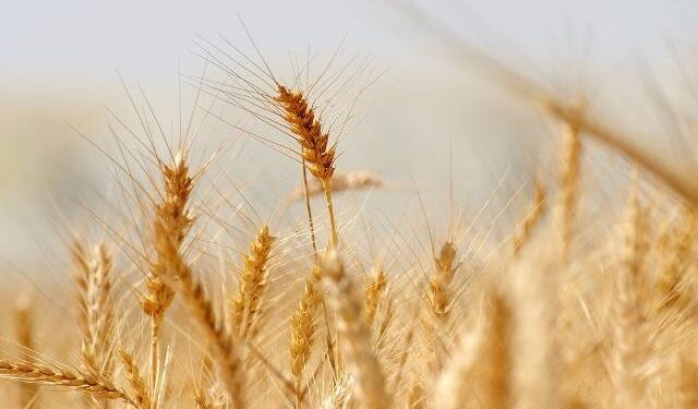 Region: Zapomina się o rolnikach