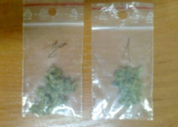 Mielec: Solidarność braterska.