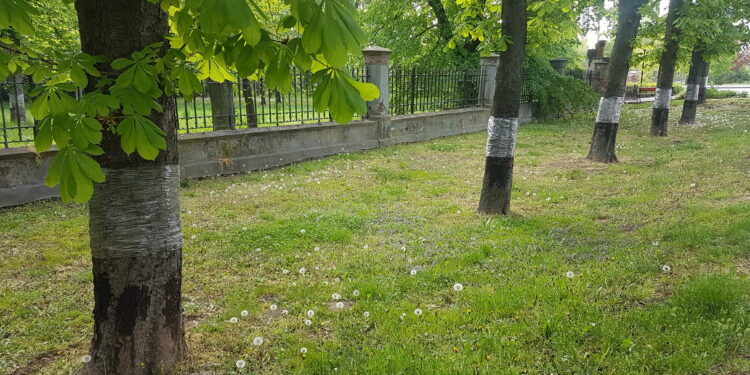 Tarnobrzeg. Trwa walka  z gąsienicą.