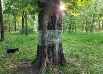 W Tarnobrzegu trwa walka ze szkodnikiem, który niszczy drzewa.