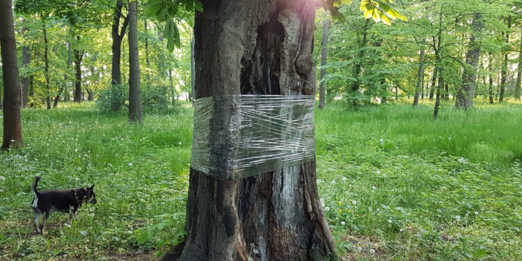 W Tarnobrzegu trwa walka ze szkodnikiem, który niszczy drzewa.