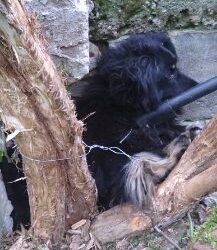 Dąbrówka Osuchowska, Czermin: Porzucony pies przywiązany na metalowej lince do drzewa.