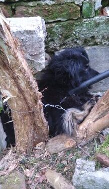 Dąbrówka Osuchowska, Czermin: Porzucony pies przywiązany na metalowej lince do drzewa.