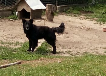 Mielec: Dwuletni chłopiec pogryziony przez psa