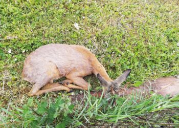 Sandomierz, Staszów: Dziesięć młodych saren otrutych w czasie ostatniej doby środkiem ochrony roślin.