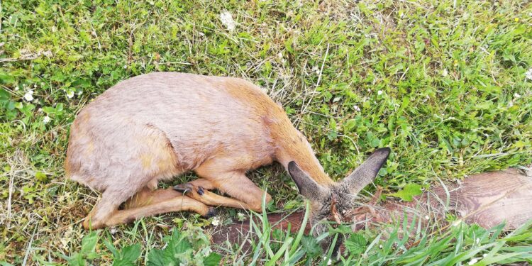 Sandomierz, Staszów: Dziesięć młodych saren otrutych w czasie ostatniej doby środkiem ochrony roślin.