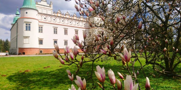 Baranów Sandomierski. Od soboty znów będzie można zwiedzać zamek