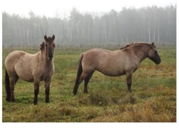 Mielec: Prosimy, nie dokarmiajcie nas…