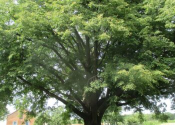 Mielec: Dulecka lipa drzewem roku w Polsce?