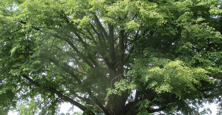 Mielec: Dulecka lipa drzewem roku w Polsce?