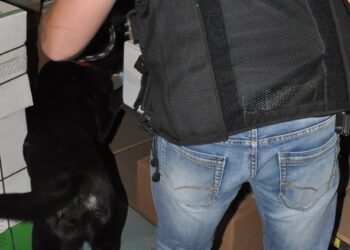 Region:  Mambo miał nosa do przesyłki z psychotropami