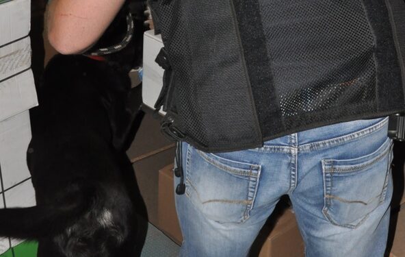 Region:  Mambo miał nosa do przesyłki z psychotropami