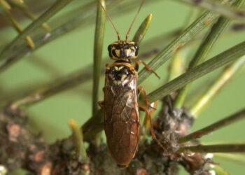 Powiat Stalowowolski: Czasowy zakaz wstępu do lasu w leśnictwach Budy i Brzoza