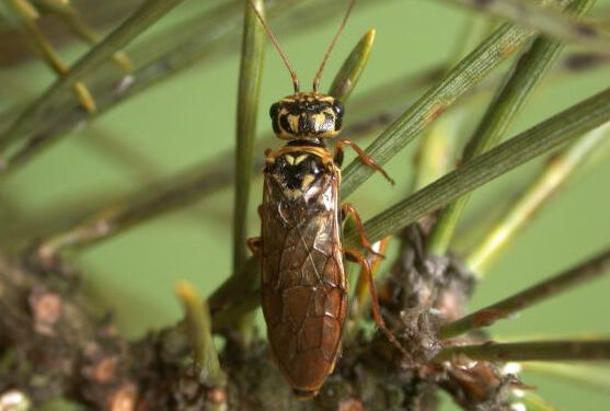 Powiat Stalowowolski: Czasowy zakaz wstępu do lasu w leśnictwach Budy i Brzoza