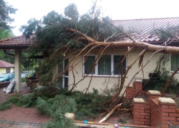 Powiat tarnobrzeski. Strażacy interweniowali po wichurze