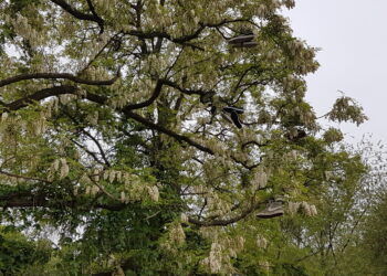 Tarnobrzeg. Buty na drzewie.