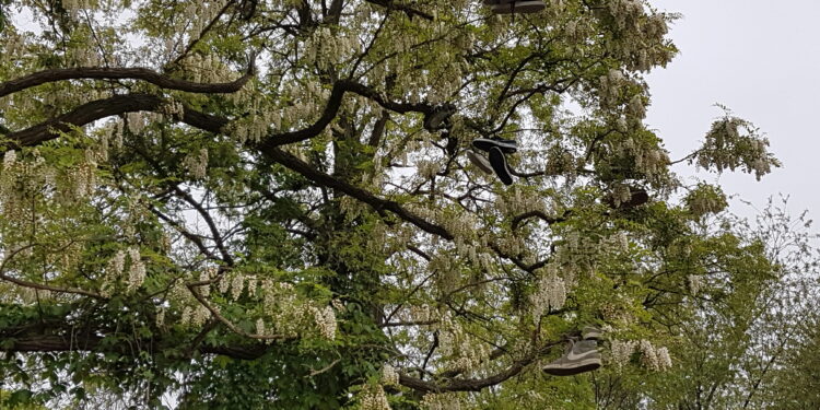 Tarnobrzeg. Buty na drzewie.