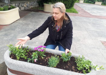 Sandomierz: Miasto ukwiecone dzięki darczyńcom.