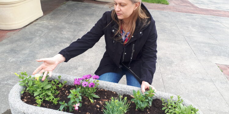 Sandomierz: Miasto ukwiecone dzięki darczyńcom.