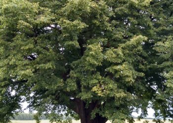 Mielec:  Które drzewo zwycięży?