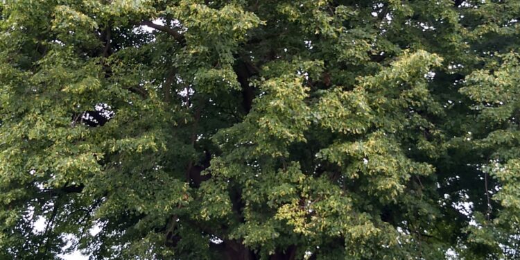 Mielec: Które drzewo zwycięży?