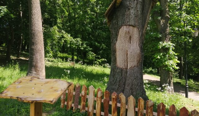 Sandomierz: Pień uschłego drzewa wykorzystany na ul. Kolejna atrakcja w parku Piszczele.