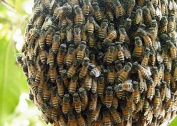 Sośniczany, powiat sandomierski. Rój pszczół do wzięcia?